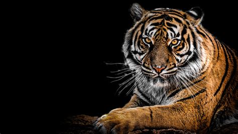 6,771+ Free Download Tiger Wallpaper 4K & HD Stock Videos.